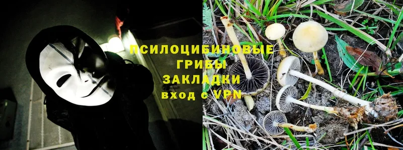 Галлюциногенные грибы Psilocybine cubensis  ссылка на мегу ссылки  Аркадак  как найти  